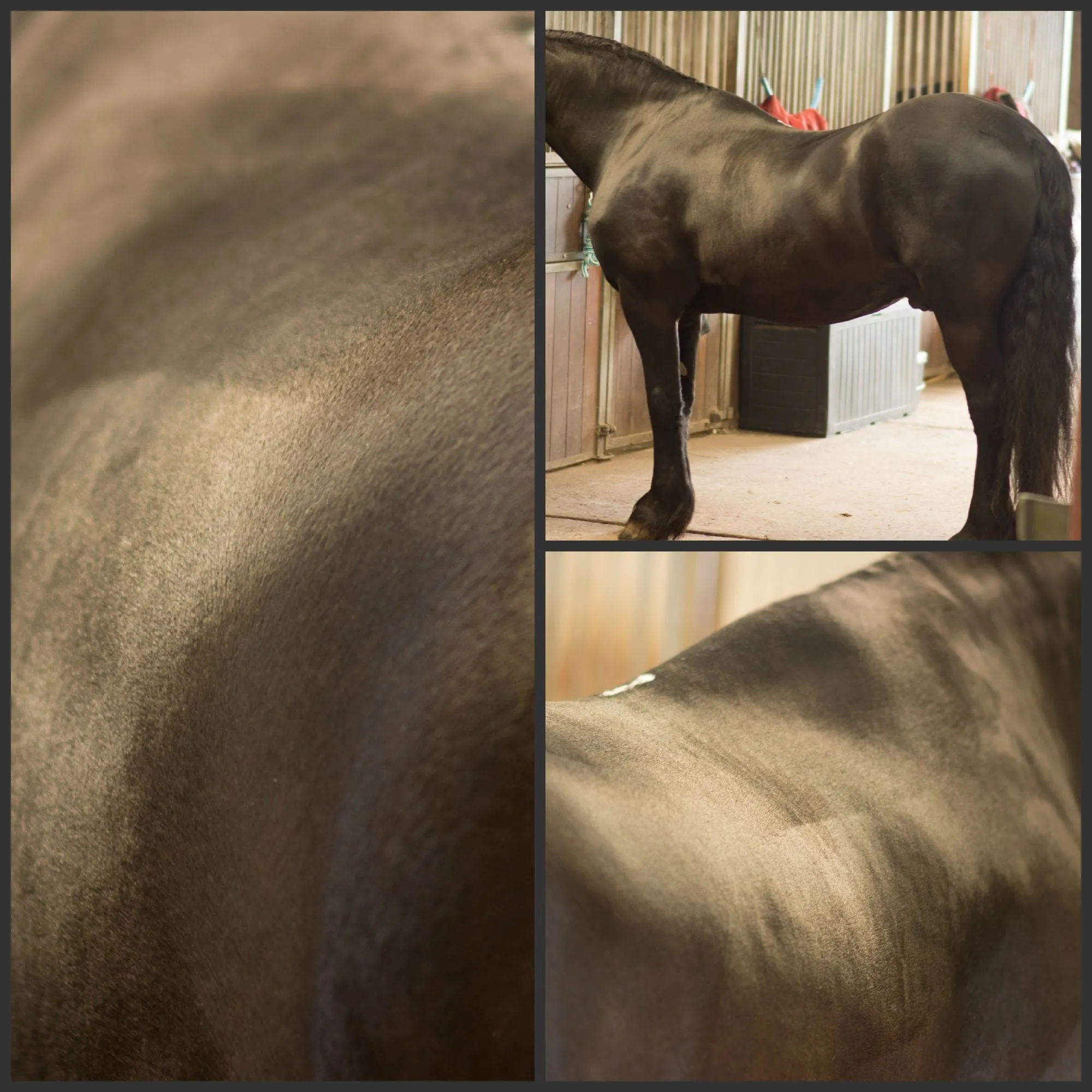 Eqclusive Black/Dark Bay and Bay Horse Pack ©