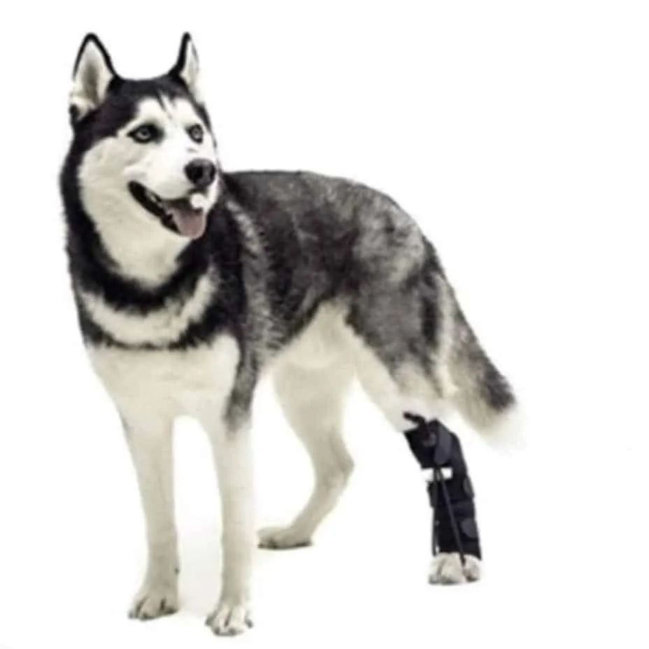 Walkin Wheels® - Rear No-Knuckling Training Sock
